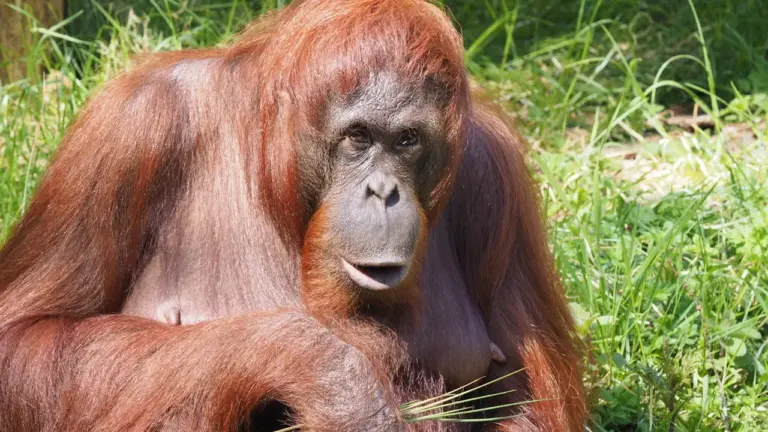 Gdańsk: winogrona mogły zaszkodzić orangutanowi
