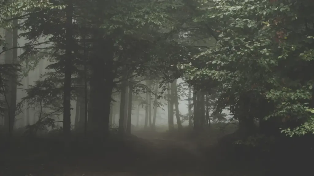Misty, mysterious forest trail in Poland, symbolizing uncertainty and the path ahead.